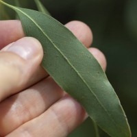Cider Gum Eucalyptus